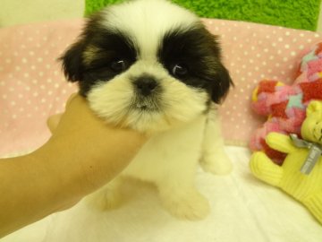 シーズー【大阪府・女の子・2013年6月4日・ホワイト&ゴールド ★父チャンピオン★】の写真「★父:チャンピオン★」