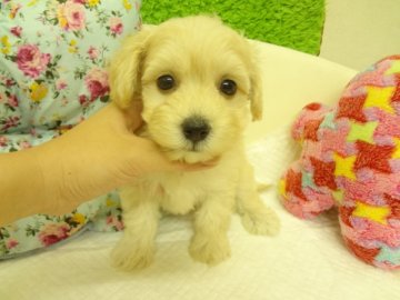 ＭＩＸ（マルチーズ×トイプードル）【大阪府・女の子・2014年6月15日・クリーム】の写真「父：小ぶりのマルチーズ。母：小ぶりのトイプードル。」