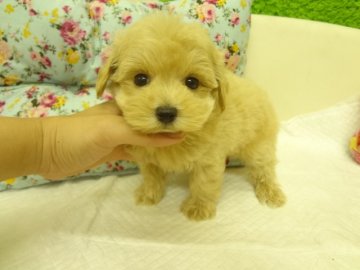 ＭＩＸ（マルチーズ×トイプードル）【大阪府・男の子・2014年6月15日・クリーム】の写真「父：小ぶりのマルチーズ。母：小ぶりのトイプードル。」