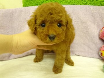 トイプードル(タイニー)【大阪府・男の子・2013年12月29日・レッド】の写真「ＰＲＡ発症しません。小ぶりタイニー予想。」