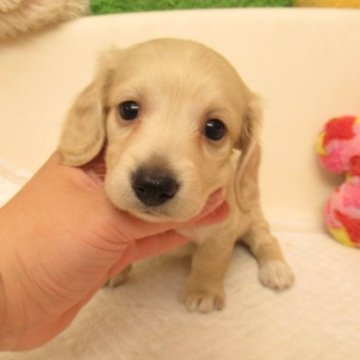 ミニチュアダックスフンド(ロング)【大阪府・女の子・2023年7月12日・イエロー】の写真「ＰＲＡ発症しません」