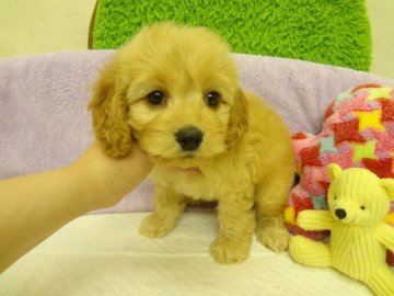 ＭＩＸ（アメリカンコッカー×トイプードル）【大阪府・女の子・2014年3月17日・バフ(クリーム)】の写真「お目目がクリクリのコッカープーちゃんです。」