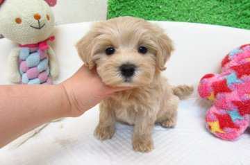 MIX(トイプードル×マルチーズ)【大阪府・男の子・2017年4月29日・クリーム】の写真「とても可愛い兄妹です。」