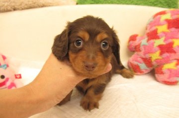 カニンヘンダックスフンド(ロング)【大阪府・男の子・2020年10月8日・チョコレート&タン】の写真「ＰＲＡ発症しません」