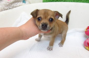 チワワ(スムース)【大阪府・女の子・2018年5月29日・レッド&ホワイト】の写真「★PRA発症しません★」