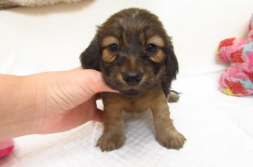 カニンヘンダックスフンド(ロング)【大阪府・女の子・2019年6月19日・シェーデッドレッド】の写真「ＰＲＡ発症しません。」