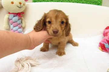 カニンヘンダックスフンド(ロング)【大阪府・男の子・2016年7月30日・レッド】の写真「ＰＲＡ発症しません。」