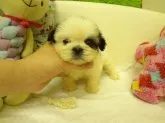 シーズー【大阪府・女の子・2015年8月28日・ホワイト&ゴールド】の写真1