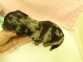 ミニチュアダックスフンド(ロング)【大阪府・女の子・2013年2月14日・シルバー&タン、ダップル】の写真3