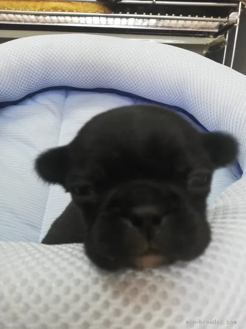 ID：2105-00479の子犬