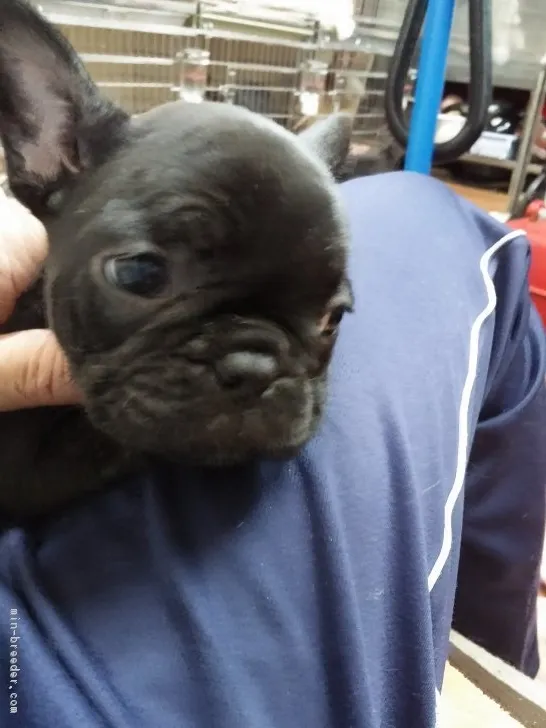 ID：1807-02238の子犬