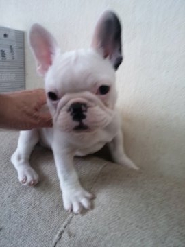 フレンチブルドッグ【栃木県・女の子・2019年1月10日・パイドホワイト&ブラック】の写真「顔が全体にホワイト耳と身体に少しのブラック」