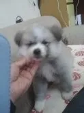 秋田犬【栃木県・女の子・2018年12月31日・薄い赤】の写真2