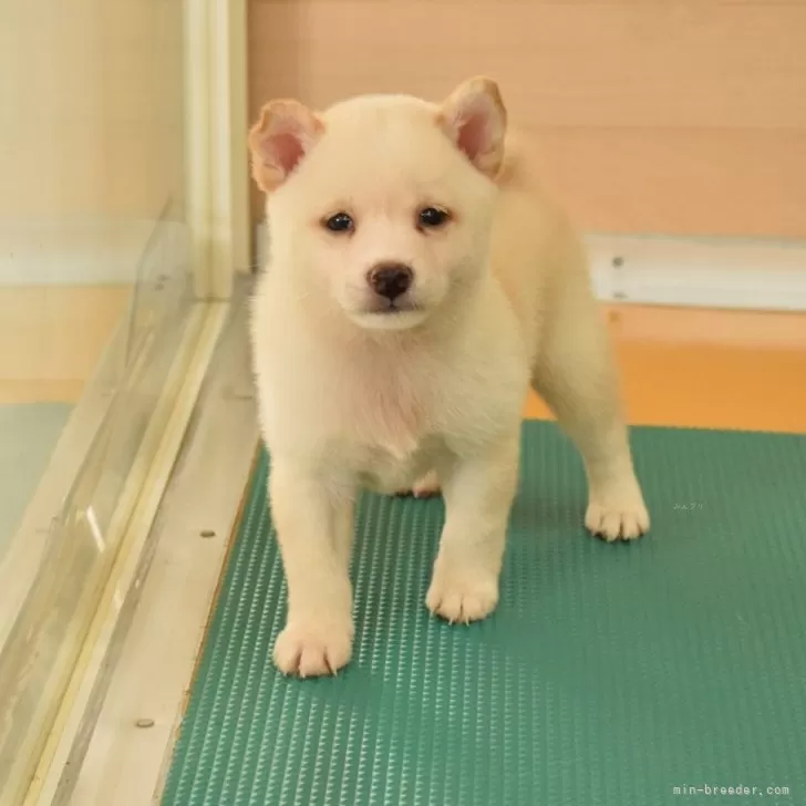 柴犬(標準サイズ)【千葉県・男の子・2025年8月11日・白】の写真1「まんまるお目々の可愛い子♪」