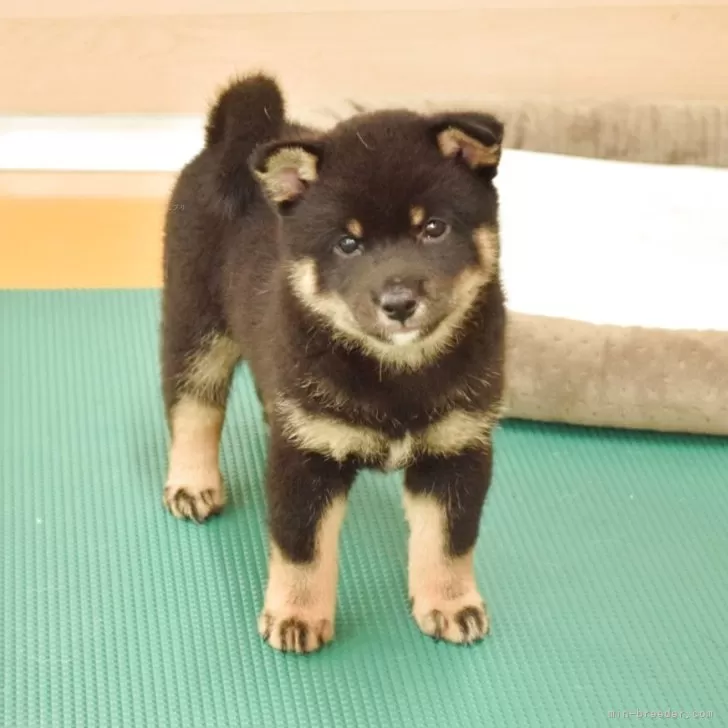 ID:2508-00135の子犬