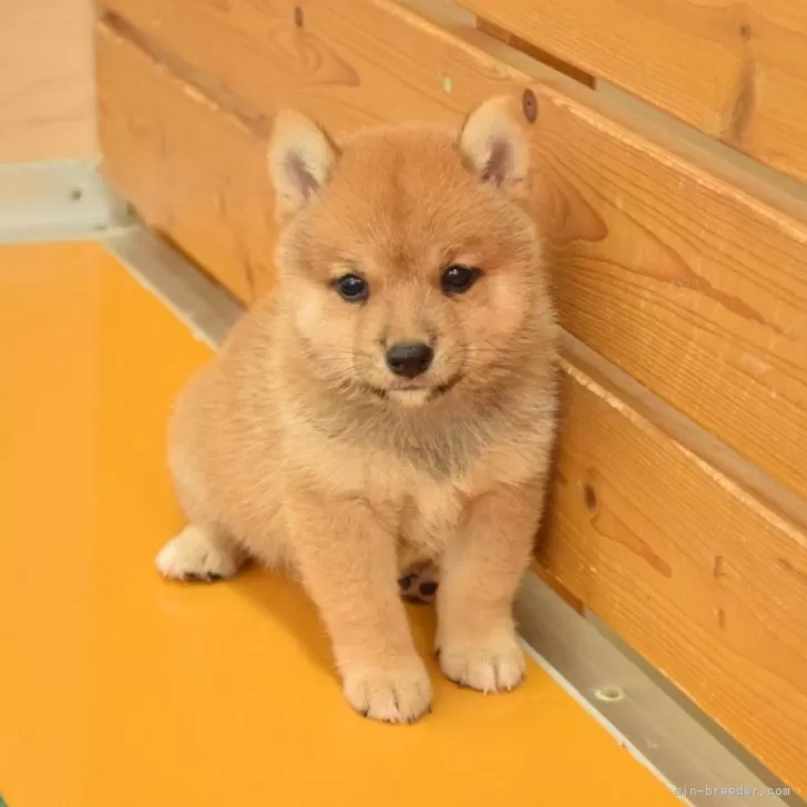 ID：2509-07336の子犬