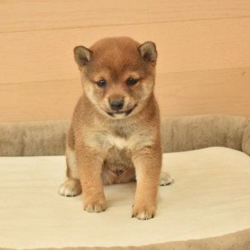 柴犬(豆柴)【千葉県・男の子・2025年11月1日・赤】の写真「小柄で可愛い男の子♪」