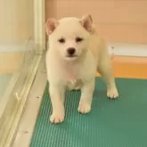 柴犬(標準サイズ)