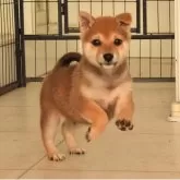 柴犬(標準サイズ)