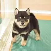 柴犬(標準サイズ)