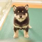 柴犬(標準サイズ)