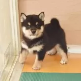 豆柴