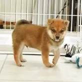 柴犬(標準サイズ)