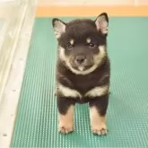 豆柴