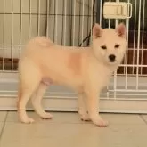 柴犬(標準サイズ)