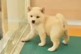 柴犬(標準サイズ)【千葉県・男の子・2025年8月11日・白】の写真3「明るて人懐っこい性格の可愛い子♪」