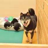 豆柴【千葉県・男の子・2025年6月26日・黒】の写真5「お母さん犬です♪」
