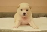 柴犬(標準サイズ)【千葉県・男の子・2025年8月11日・白】の写真7「生後28日目の写真です♪」