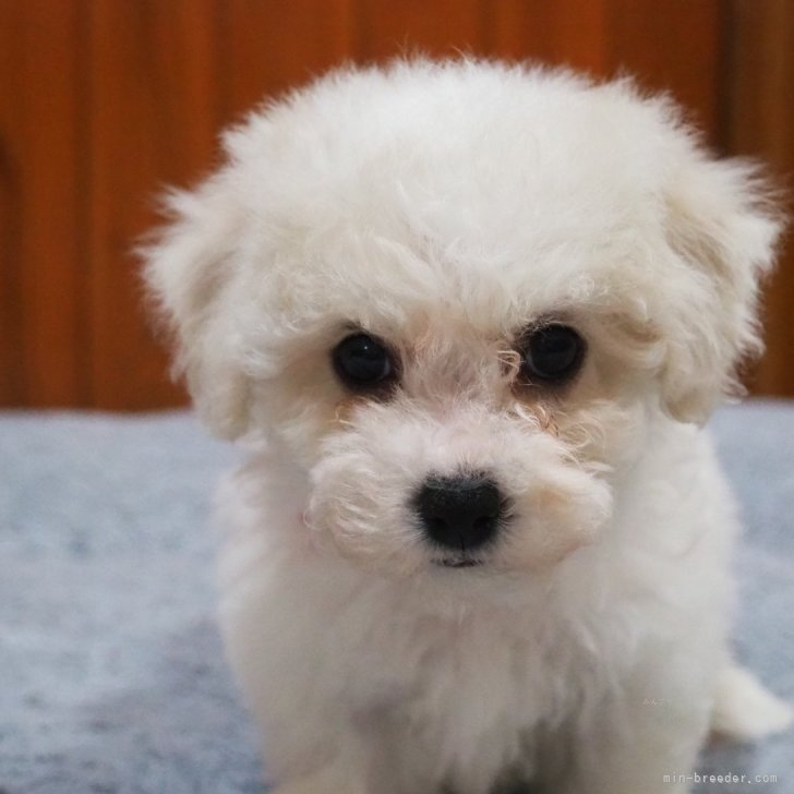 モコ 様のお迎えした子犬