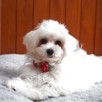 ミックス(マルチーズ×ビションフリーゼ)【愛知県・女の子・2025年6月3日・ホワイト】の写真「ぴょんぴょん走る姿がかわいいです。」