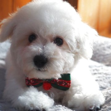 ビションフリーゼ【愛知県・女の子・2025年8月31日・ホワイト】の写真「優良血統です。」