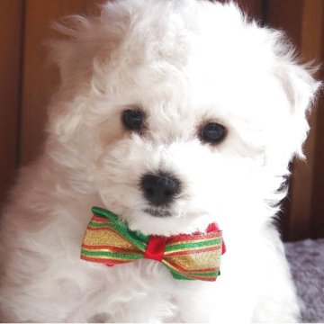 ビションフリーゼ【愛知県・男の子・2025年10月12日・ホワイト】の写真「優良血統です。」