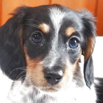 ミニチュアダックスフンド(ロング)【愛知県・女の子・2025年8月3日・ブラックタンパイボールド】の写真「希少カラーの女の仔です。」