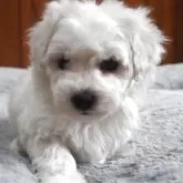 ビションフリーゼ【愛知県・男の子・2025年10月12日・ホワイト】の写真1