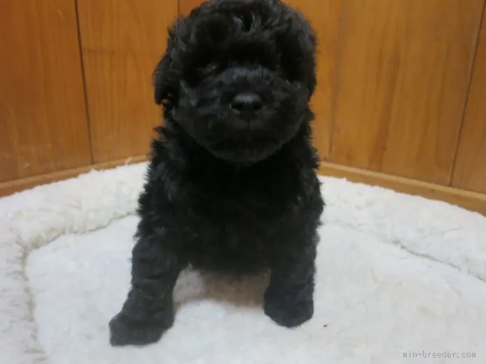 ID:1511-00883の子犬