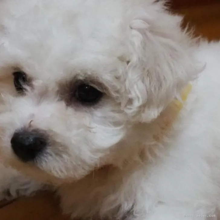 ID：2210-04463の子犬