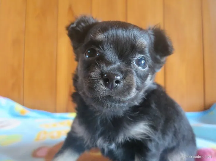 ID：1601-01041の子犬