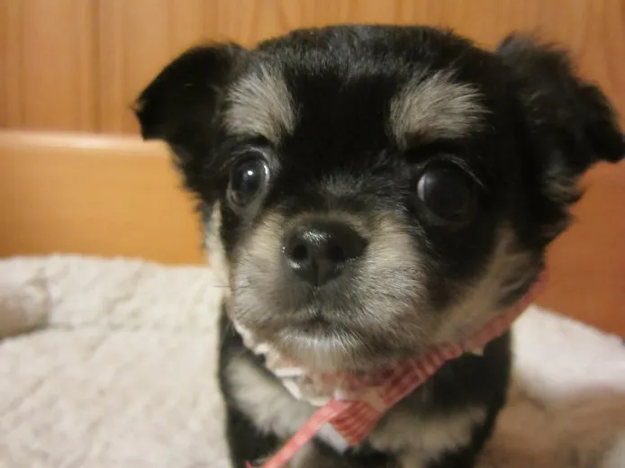 ID：1211-00173の子犬