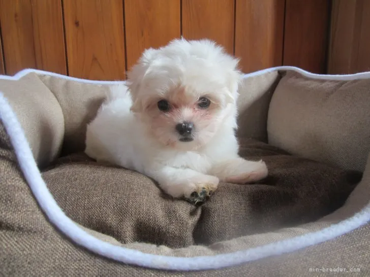 ID:2108-00976の子犬