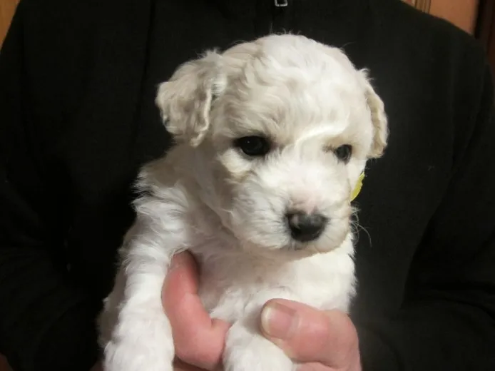 ID：1401-00231の子犬