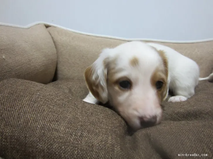 ID：2105-03164の子犬