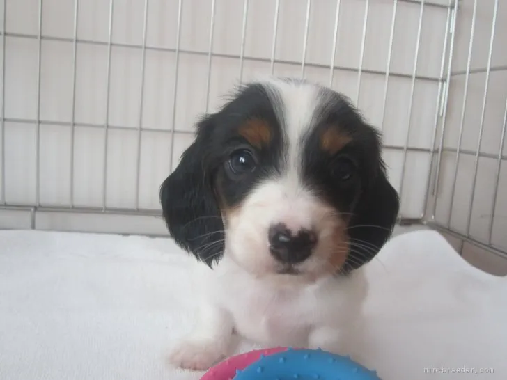 ID：1909-01850の子犬