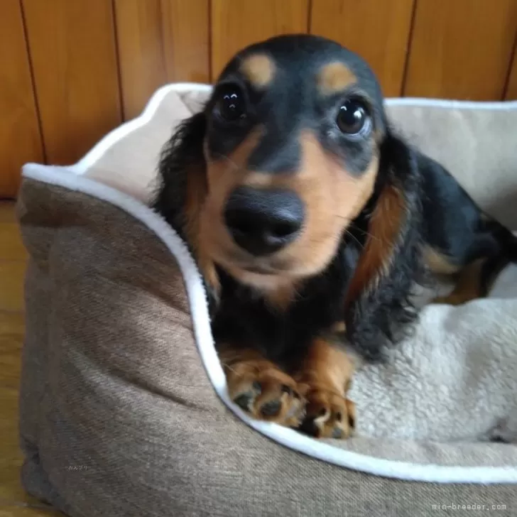 ID：2408-07965の子犬