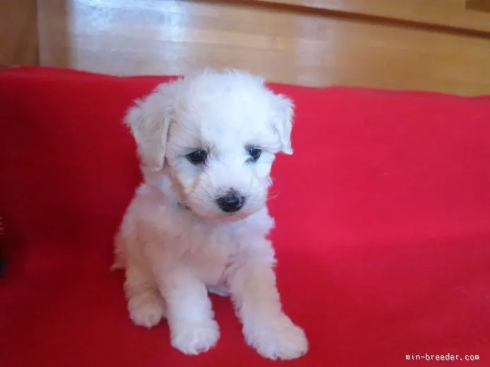 西区のＩ 様のお迎えした子犬