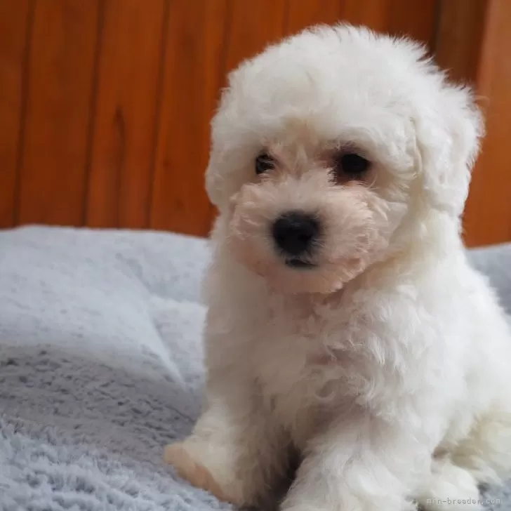ID：2405-06520の子犬