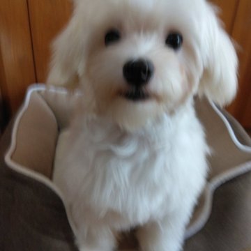 マルチーズ【愛知県・男の子・2024年4月28日・ホワイト】の写真「元気な男の仔です。」